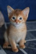 Абиссинские котята. (3 фотографии)
